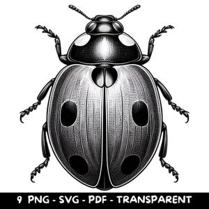 9 Clipart vettoriali di coccinella / 9 set PNG SVG / sfondo trasparente