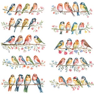 25 cliparts PNG aquarelle oiseaux sur une branche, arrière-plan transparent, 5000 x 5000 pixels, illustration aquarelle oiseaux, aquarelle oiseaux