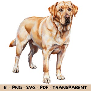 11 Watercolor Labrador Clipart | 11 Labrador Retriever Designs | Transparent PNG, SVG, PDF