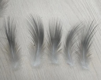 May include: Five grey feathers with white tips arranged in a row on a light wood surface.