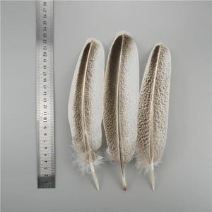Piume d'aquila naturali, 10 pezzi, accessori decorativi fai da te per gioielli da esibizione sul palco, acchiappasogni, copricapo indiano
