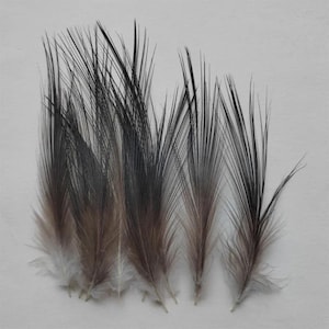 Puede incluir: Seis plumas con degradado de color. La base es blanca, pasando por un marrón cálido y terminando en una punta oscura, casi negra. Las plumas están dispuestas sobre un fondo blanco liso, resaltando su elegancia natural.