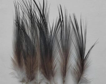 May include: Six feathers displayed against a white backdrop. Each feather transitions from a pale base to a brown mid-section, culminating in a dark, almost black, tip. The feathers are arranged in a fan-like pattern, showcasing their delicate structure.