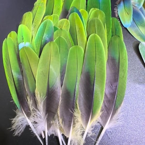 Rare Green Parrot Feathers 10pcs, 8-15cm, for Crafts, Jewelry Making, DIY Art Projects, Real Bird Feathers, Ethically Sourced Craft Supplies