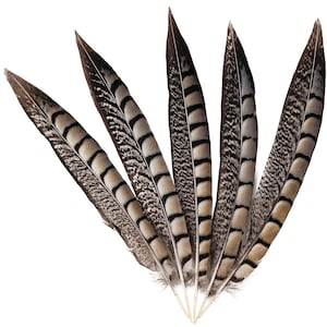 Ringneck Pheasant Tail Feathers 6-18 Inches, Decorative Feathers for Christmas Decor, Holiday Crafts, Event Decoration, Floral Arrangement