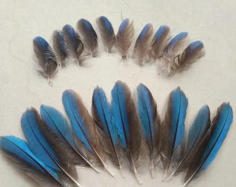 Natural Kingfisher Feather, 10pcs, 2-8cm Long, Dyed Fluffy Plumage