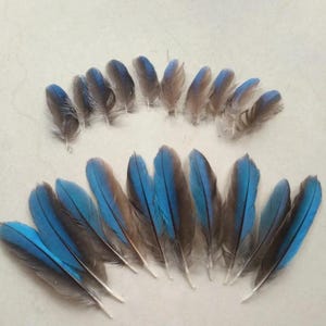 Natürliche Eisvogel Federn, 10 Stück, 2-8 cm lang, gefärbtes flauschiges Gefieder, für DIY-Schmuck & Bastelzubehör, Hutverzierung, Partydekoration