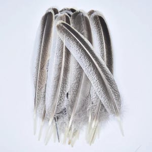 Piume d'aquila naturali, 10 pezzi, resistenti piume sciolte per cappelli, costumi, copricapi, gioielli fai da te, acchiappasogni e decorazioni per la casa.