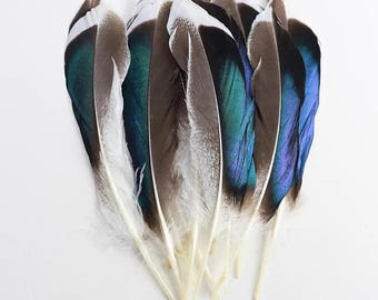 May include: A collection of decorative feathers with a mix of colors. The feathers have a white base, transitioning to shades of brown, teal, and blue. The feathers are arranged on a white surface.