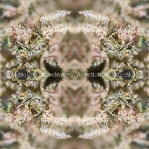 Op de afbeelding: Een close-up afbeelding van een plant met een caleidoscopisch effect. De plant heeft een groene en bruine kleurstelling met een witte achtergrond. De afbeelding is symmetrisch en heeft een herhalend patroon.