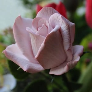 Puede incluir: Primer plano de una rosa rosa pálido en plena floración. Los delicados pétalos tienen una textura suave y se curvan ligeramente en los bordes. La rosa se encuentra sobre un fondo borroso de follaje verde y otras flores, creando una composición natural y serena.