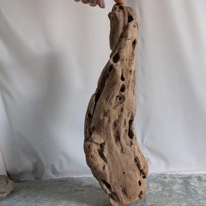 Könnte beinhalten: Ein Stück Treibholz mit natürlicher, verwitterter Optik. Das Holz ist hellbraun und weist zahlreiche Löcher und eine strukturierte Oberfläche auf. Das Treibholz ist länglich und hat eine gedrehte Form, ideal für Heimdekoration oder Bastelprojekte.