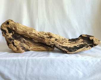 Spalted Driftwood Sculpture: Two-Tone Coastal Art, Aquarium Decor (20x7x4&quot;)