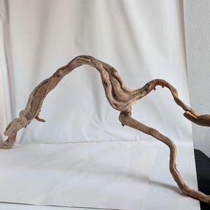 May include: A large piece of driftwood with a natural, weathered appearance. The wood is a light brown color with intricate grain patterns and a curved, organic shape. The driftwood is ideal for home decor.