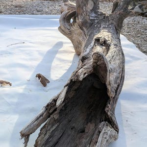 Puede incluir: Un trozo de madera flotante desgastada y ahuecada, que muestra una forma natural y orgánica. La superficie de la madera es una mezcla de tonos grises y marrones, con texturas y nudos visibles. El interior de la madera flotante es oscuro, creando un contraste con el exterior más claro.
