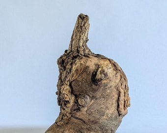 Driftwood Knot Sculpture 10x6" Burl for Art or Aquarium & Terrarium Accent
