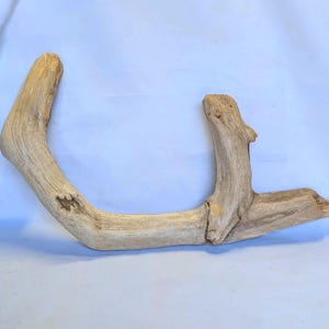 Curved Driftwood Log: Natural Sculpture, Aquarium Terrarium Decor (32x22x6&quot;)