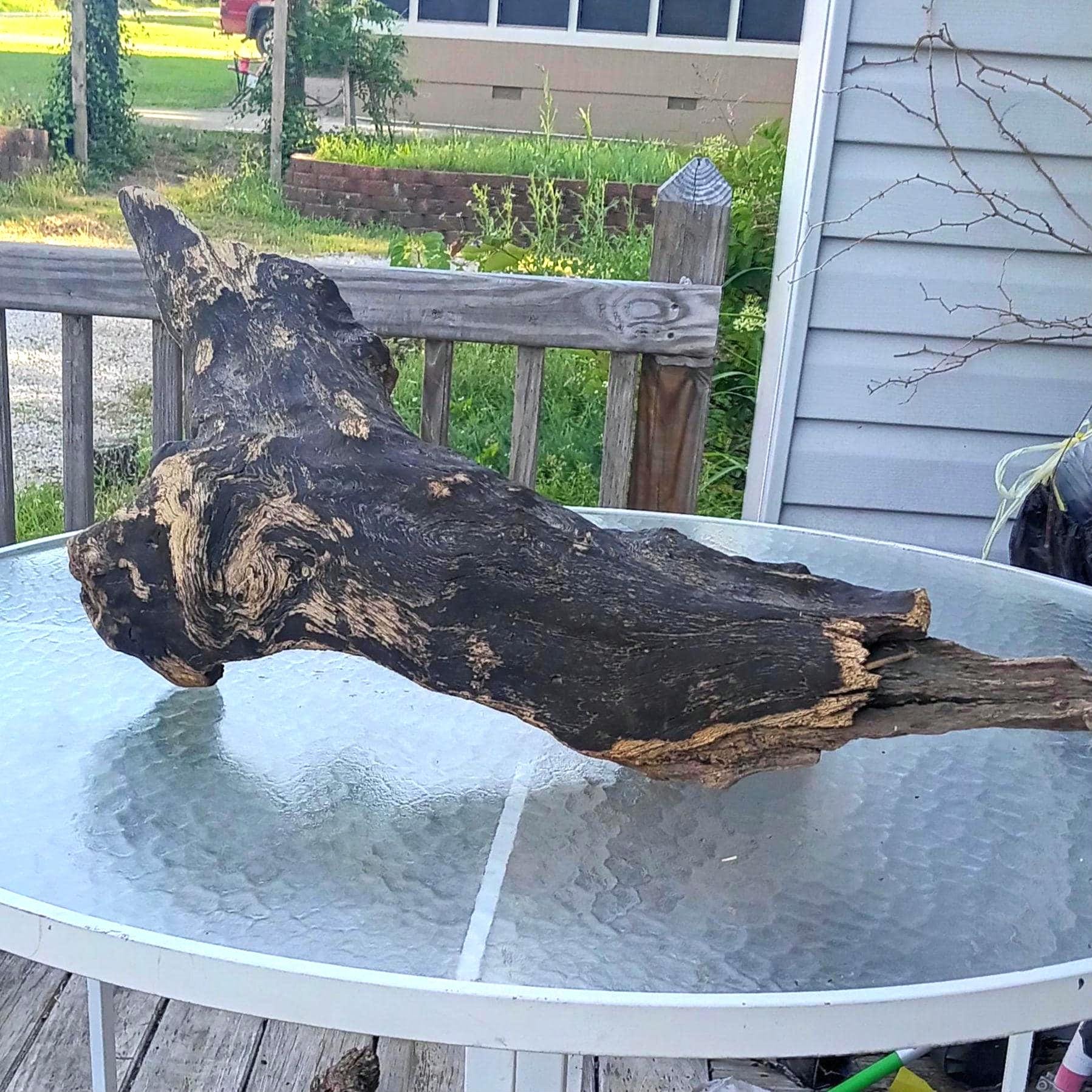 Extra Large Black Driftwood with Knothole: Aquarium, Terrarium, Home Decor