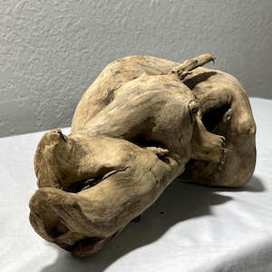 May include: A large piece of driftwood with a light brown color and a weathered texture. The wood has a unique, organic shape with various knots and curves, suitable for home decor.