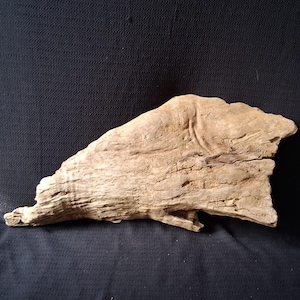 Driftwood Wing 26x13x4", Flat Fallen Wood for Art, Sculpture | Aquarium, Terrarium Decor | Centerpiece