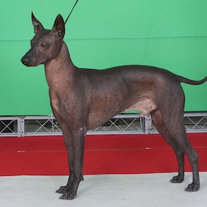Cosmetic products for hairless dogs
