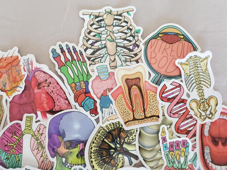 Human Figure Sticker Human Body Anatomy Stickers - Set of 50 Stickers - Vinyl & Waterproof ...
