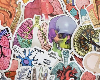 Human Body Anatomy Stickers - Set of 50 Stickers - Vinyl & Waterproof