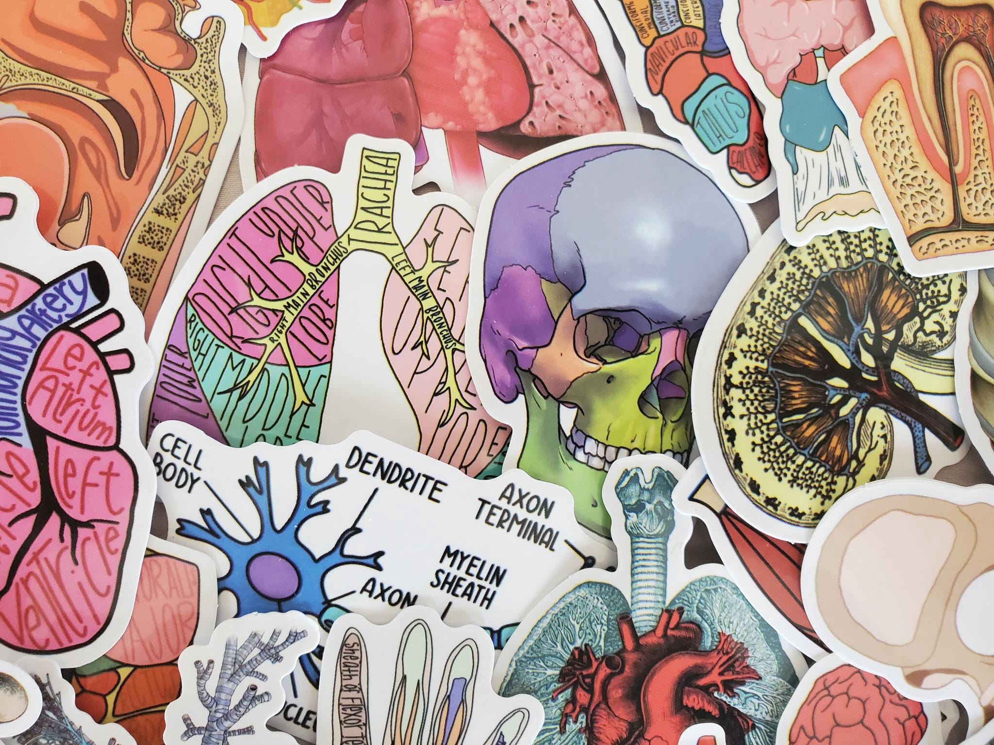 Cell diagram sticker - Etsy België, image size:2048x1536