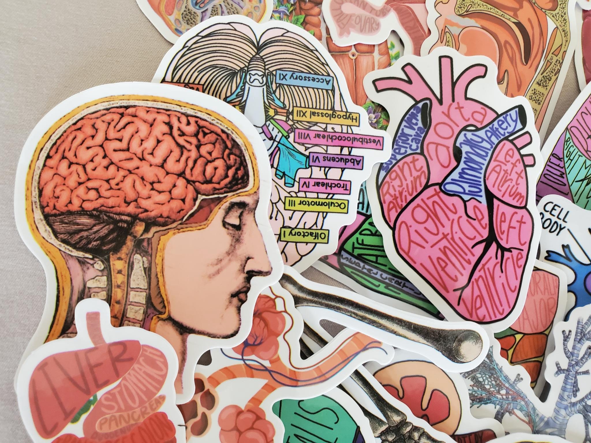 Human Figure Sticker Human Body Anatomy Stickers - Set of 50 Stickers - Vinyl & Waterproof ...
