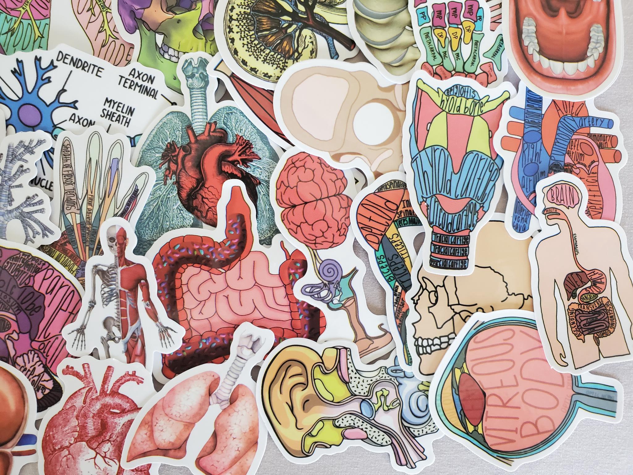 Sticker Humen Human Body Anatomy Stickers - Set of 50 Stickers - Vinyl & Waterproof ...