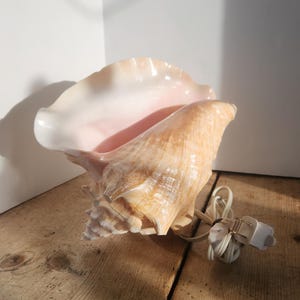 Vintage Queen Conch Shell Lamp Night Light, Coastal Nautical Decor, MCM Beach House Lighting, Ocean Inspired Lamp
