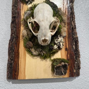 Real Bobcat Skull Wall decor | Bones and skulls | Oddities.