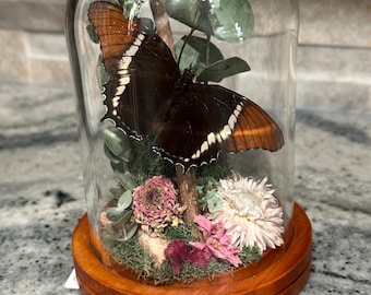 Rusty Tipped Page butterfly dome