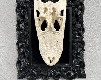 Alligator skull in Vintage ornate frame
