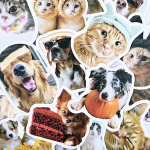 Paquete de 20 pegatinas de animales lindos, pegatinas de animales, pegatinas de animales divertidos, regalo para amantes de los animales, regalo para amantes de las mascotas, pegatinas lindas, pegatinas troqueladas