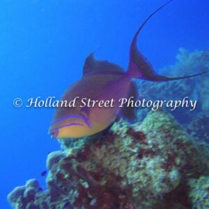 Könnte beinhalten: Ein lila-gelber Drückerfisch schwimmt in der Nähe eines Korallenriffs. Der Fisch hat eine lange, dünne Rückenflosse und einen großen, runden Körper. Das Korallenriff ist ein lebendiges Gemisch aus Farben und Texturen.