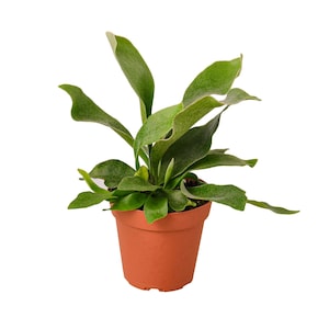 May include: A green and white staghorn fern plant in a brown terracotta pot.