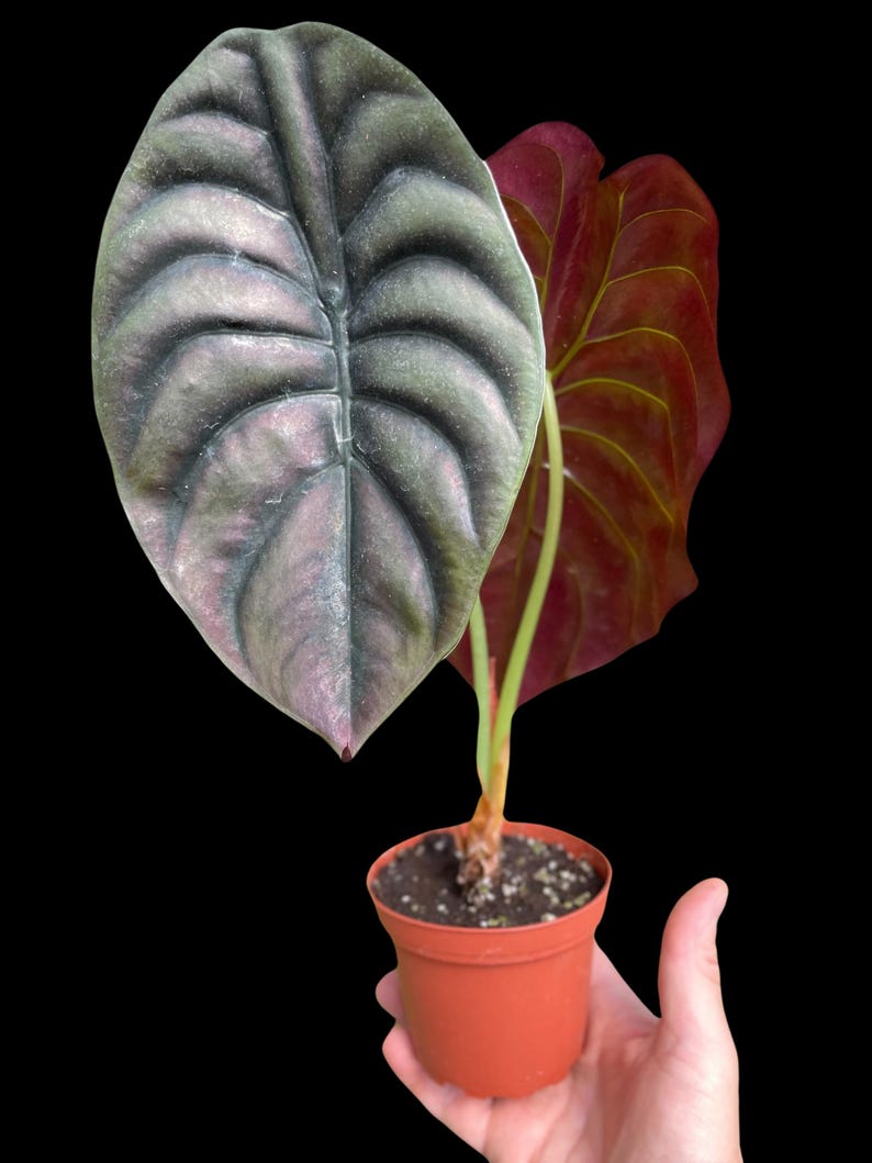 Alocasia 'Red Secret' Bild 4
