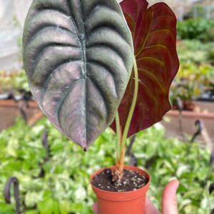 Alocasia 'Red Secret' Bild 2