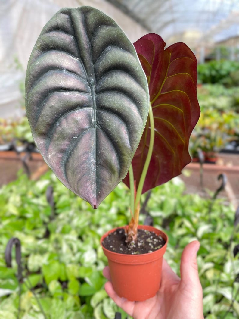Alocasia 'Red Secret' Bild 2