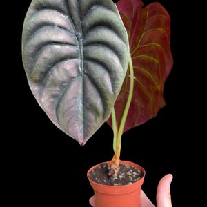 Alocasia 'Red Secret' Bild 1