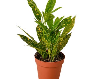 Croton 'Gold Dust'