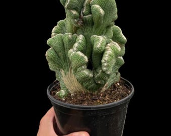 Succulent Cereus Coral Green