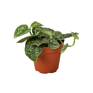 May include: A small potted plant with silver-green leaves. The plant is in a brown plastic pot.
