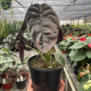 Alocasia 'Red Secret' Bild 3