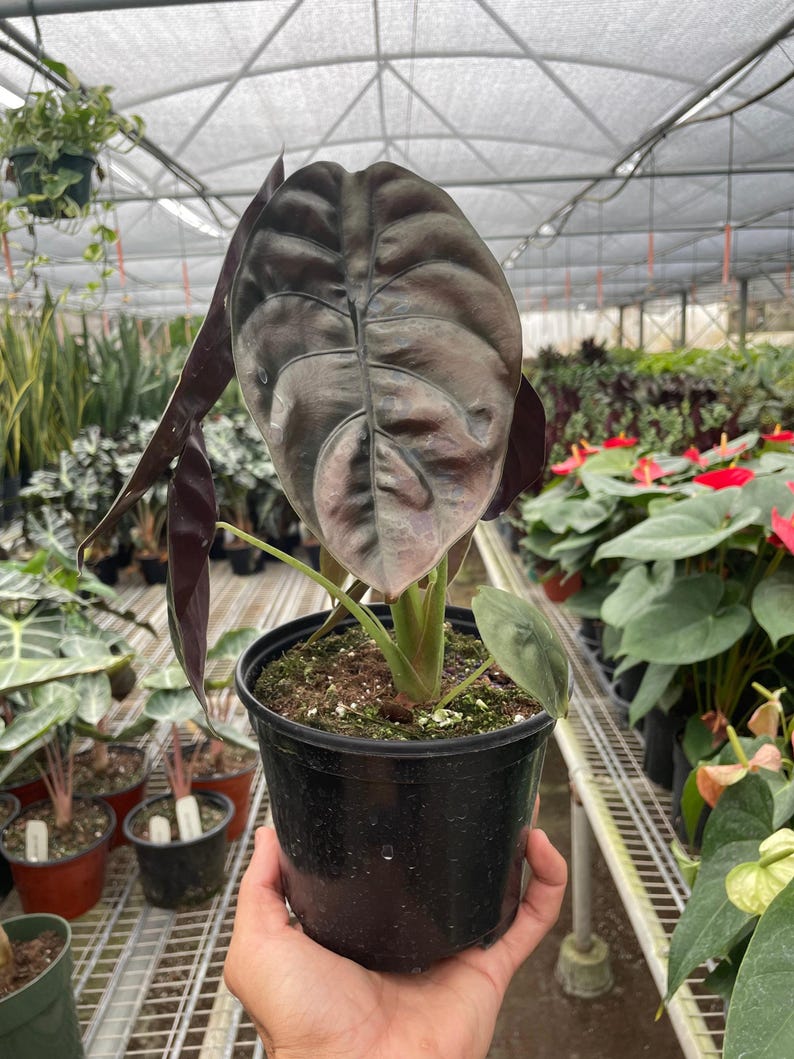 Alocasia 'Red Secret' Bild 3