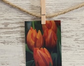 Orange and red tulip  refrigerator photo magnet, 1 magnet, spring tulips photo magnet, nature photography, kitchen decor, stocking stuffer