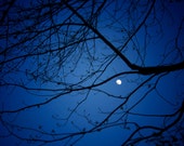 Moon photograph-fine art print, dreamy nighttime photograph,black branches, deep blue, moonlight , spring night, wall decor