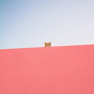Hi