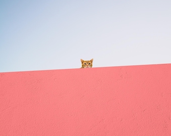Cat Peeking Over Wall Art Print, Modern Home Decor